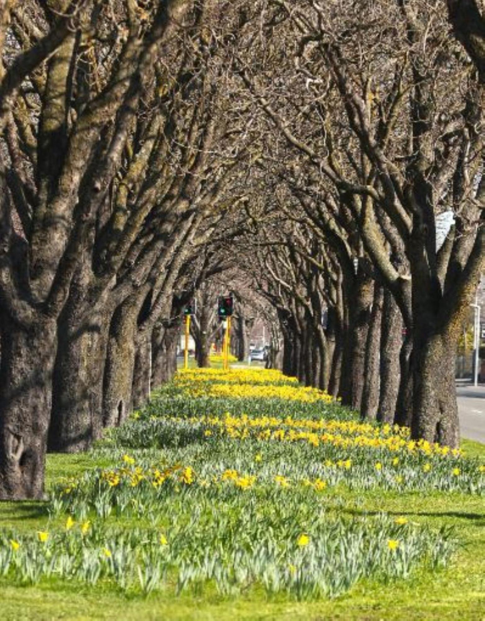 Inner City Delight Walk To Cathedral Square Christchurch Dış mekan fotoğraf